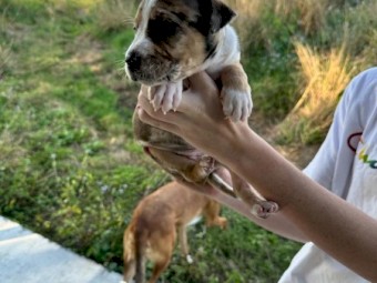 2x PUPPYS FOR SALE!!