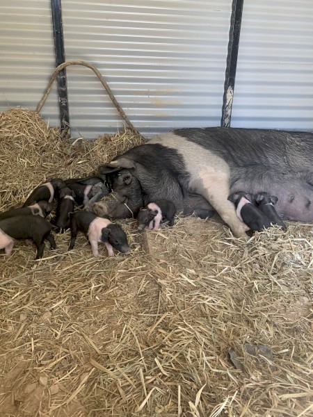 Saddleback piglets 