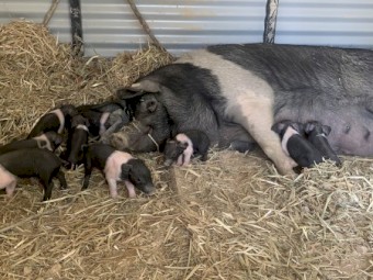 Saddleback piglets 