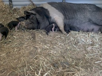Saddleback piglets 