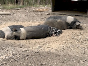 Saddleback piglets 