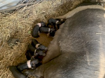 Saddleback piglets 