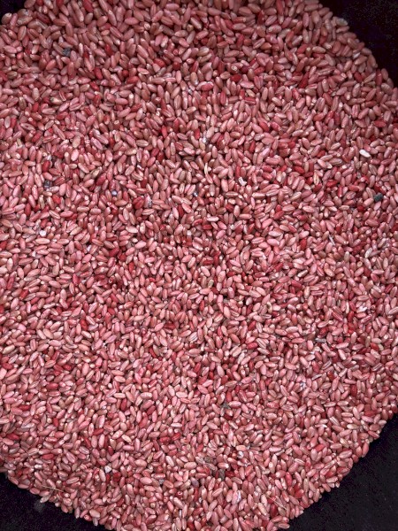 Kittyhawk Wheat Seed