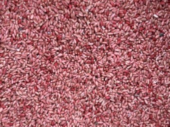 Kittyhawk Wheat Seed