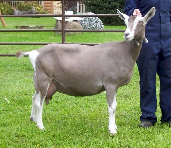 WANTED 2-3 Dairy/Pet Goats for Hobby Farm