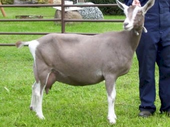 WANTED 2-3 Dairy/Pet Goats for Hobby Farm