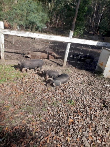 Berkshire x Duroc Pigs