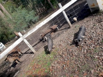 Berkshire x Duroc Pigs