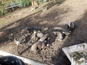 Berkshire x Duroc Pigs