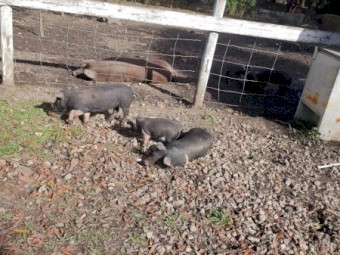Berkshire x Duroc Pigs