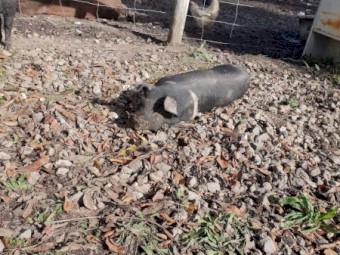 Berkshire x Duroc Pigs