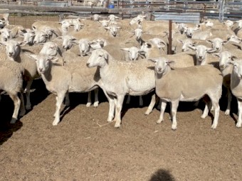 Australian White Ewe Lambs