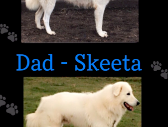 Maremma Purebred Female Working Dog 9 Months Old