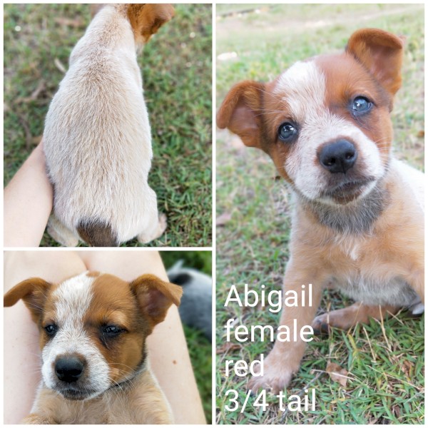 Purebred Australian Cattle Dog Puppies 