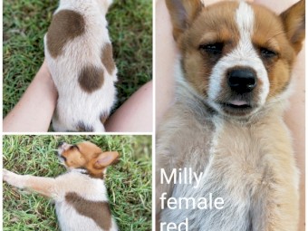 Purebred Australian Cattle Dog Puppies 