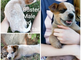 Purebred Australian Cattle Dog Puppies 
