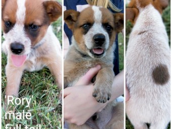 Purebred Australian Cattle Dog Puppies 