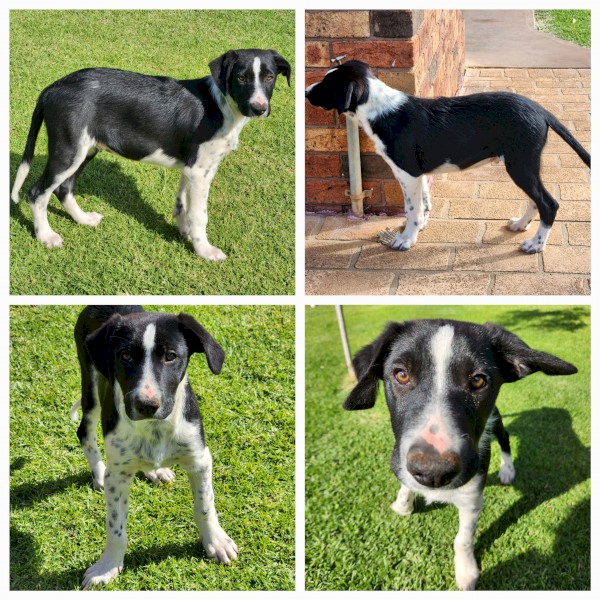 Border Collie pup for sale $550