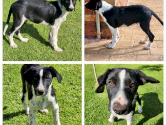 Border Collie pup for sale $550