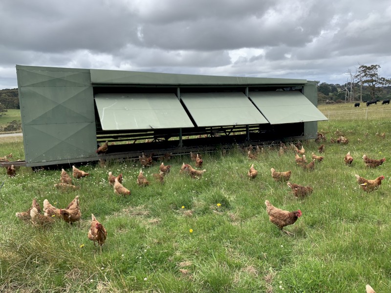 Chicken Caravan For Sale 