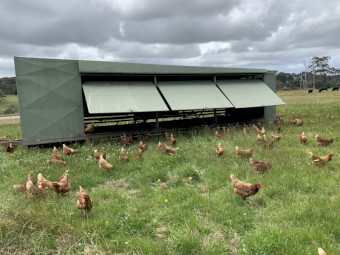 Chicken Caravan For Sale 