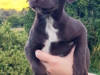 KOOLIE 75% x KELPIE x COLLIE PUPS