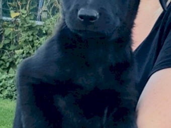 KOOLIE 75% x KELPIE x COLLIE PUPS