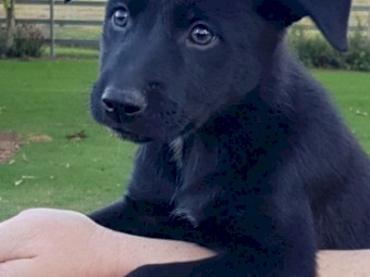 KOOLIE 75% x KELPIE x COLLIE PUPS