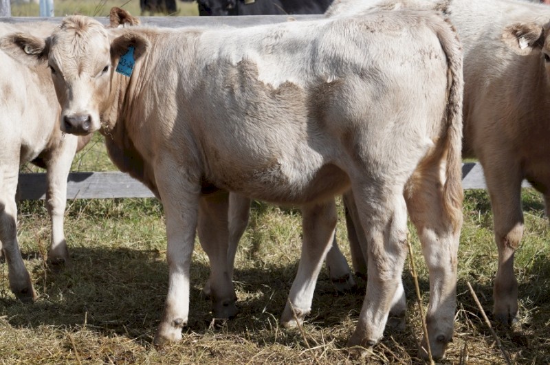 Angus Charolais x Heifers September 2022 Drop