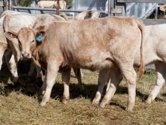 Angus Charolais x Heifers September 2022 Drop