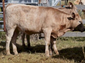 Angus Charolais x Heifers September 2022 Drop