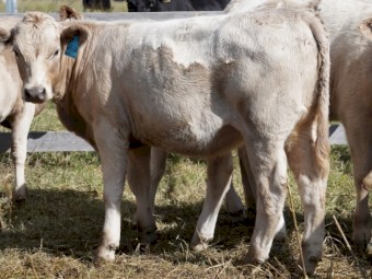 Angus Charolais x Heifers September 2022 Drop