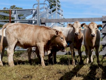 Angus Charolais x Heifers September 2022 Drop