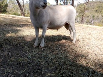 Wiltshire Horn x Wiltipoll Rams 2021 drop x 2