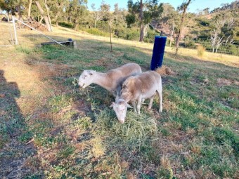 Wiltshire Horn x Wiltipoll Rams 2021 drop x 2