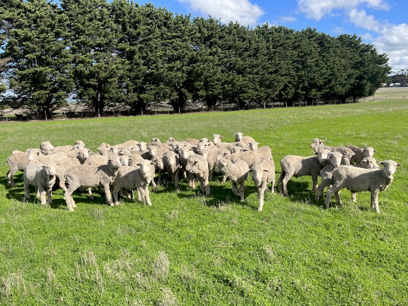 Superfine Merino Wether Lambs