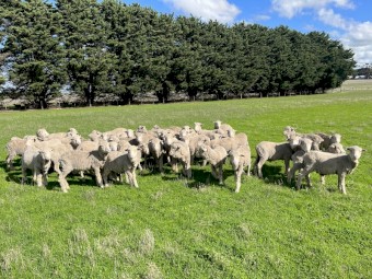 Superfine Merino Wether Lambs