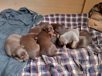Kelpie Pups