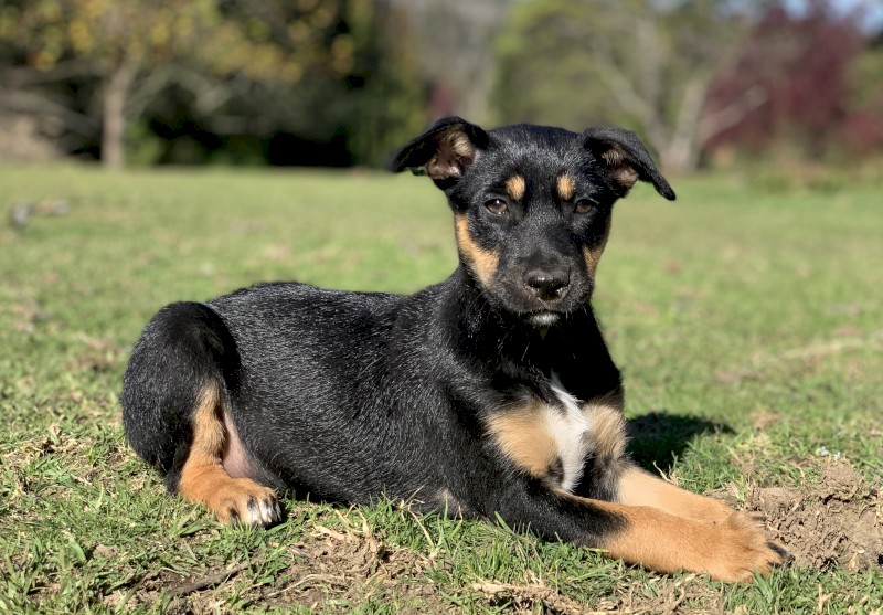 Kelpie x Border Collie Pups - From Working Parents