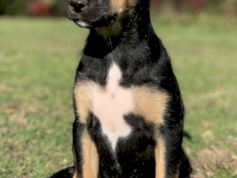 Kelpie x Border Collie Pups - From Working Parents