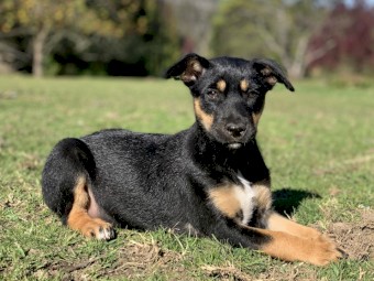 Kelpie x Border Collie Pups - From Working Parents