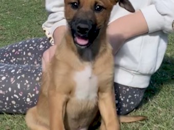 Kelpie x Border Collie Pups - From Working Parents