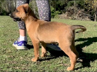 Kelpie x Border Collie Pups - From Working Parents