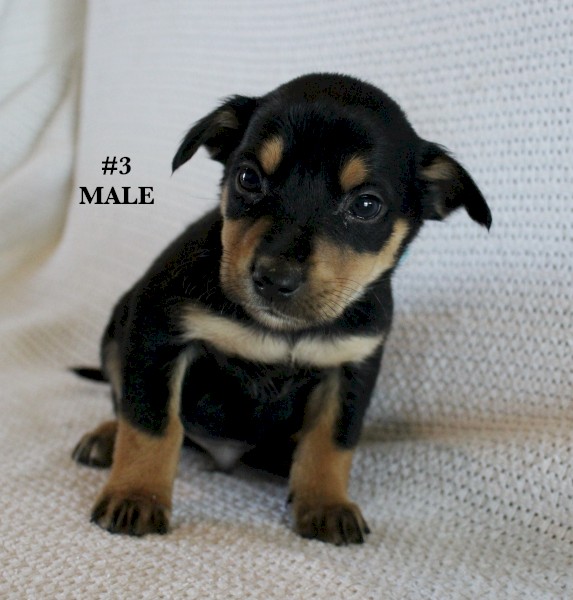 Kelpie Pups Purebred