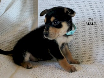 Kelpie Pups Purebred