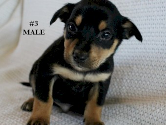 Kelpie Pups Purebred
