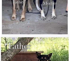 Kelpie Pups Purebred