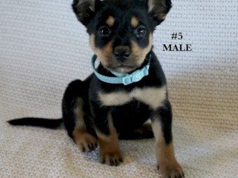 Kelpie Pups Purebred