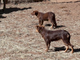 Kelpie Working Cattle Dogs
