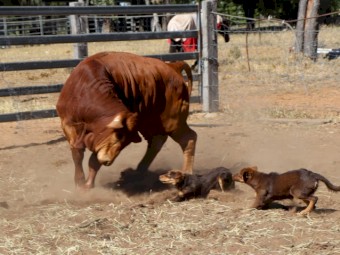 Kelpie Working Cattle Dogs